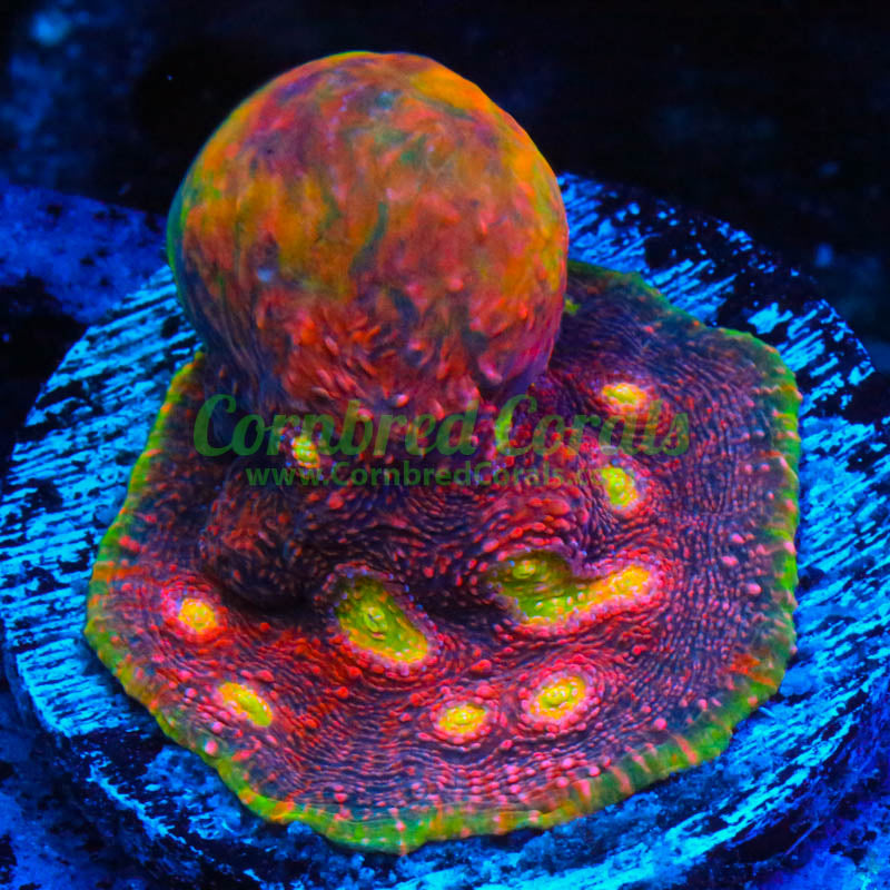 Cornbred's Octopussy Chalice - WYSIWYG