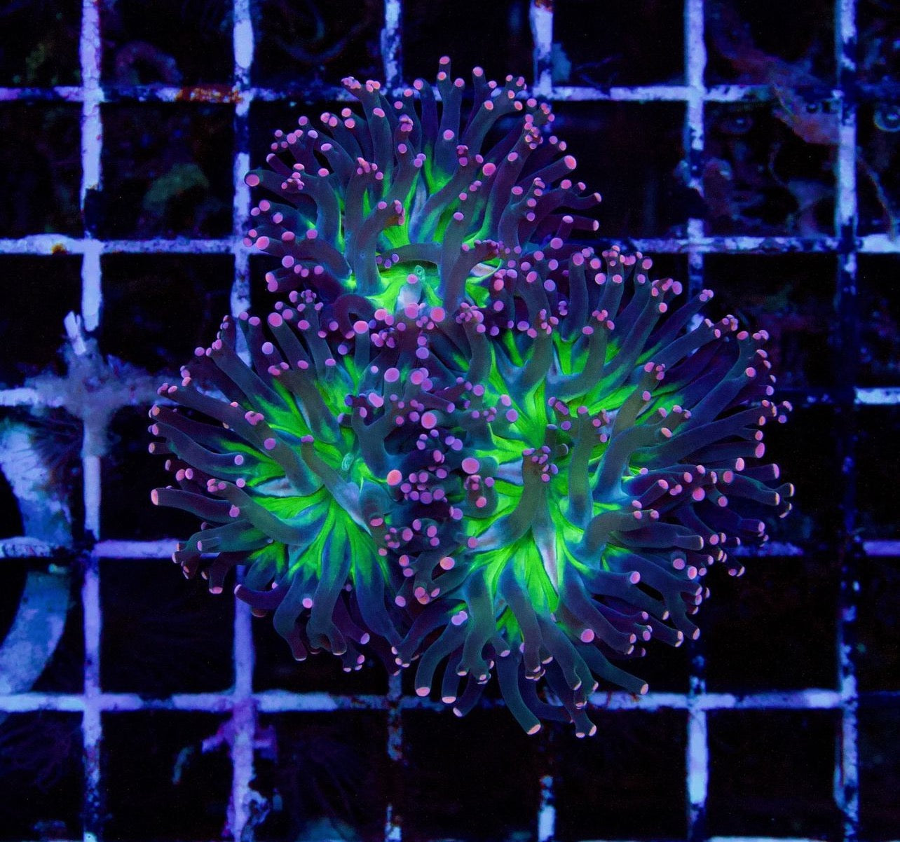 Cornbred Presents RMF's Pink Tip Branching Frogspawn