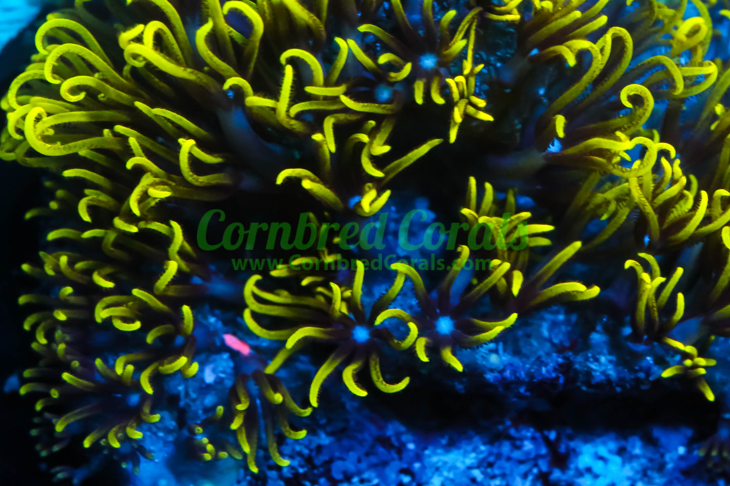 Cornbred's Nuclear Green Star Polyp