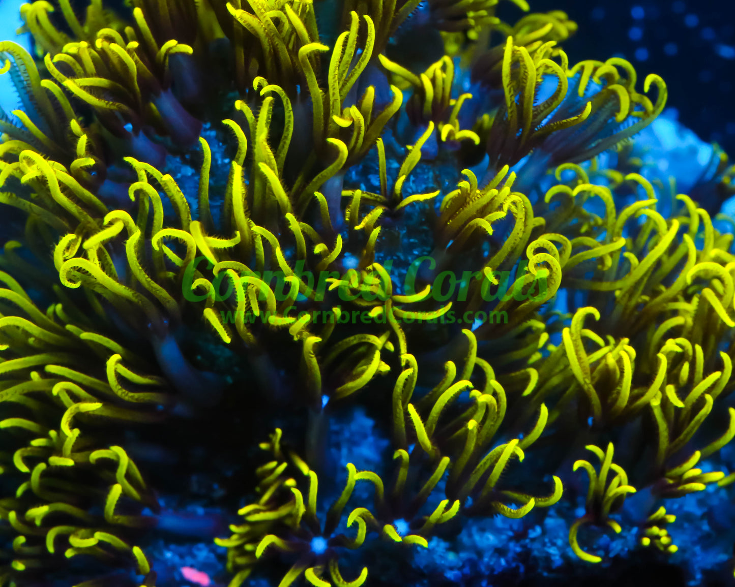 Cornbred's Nuclear Green Star Polyp