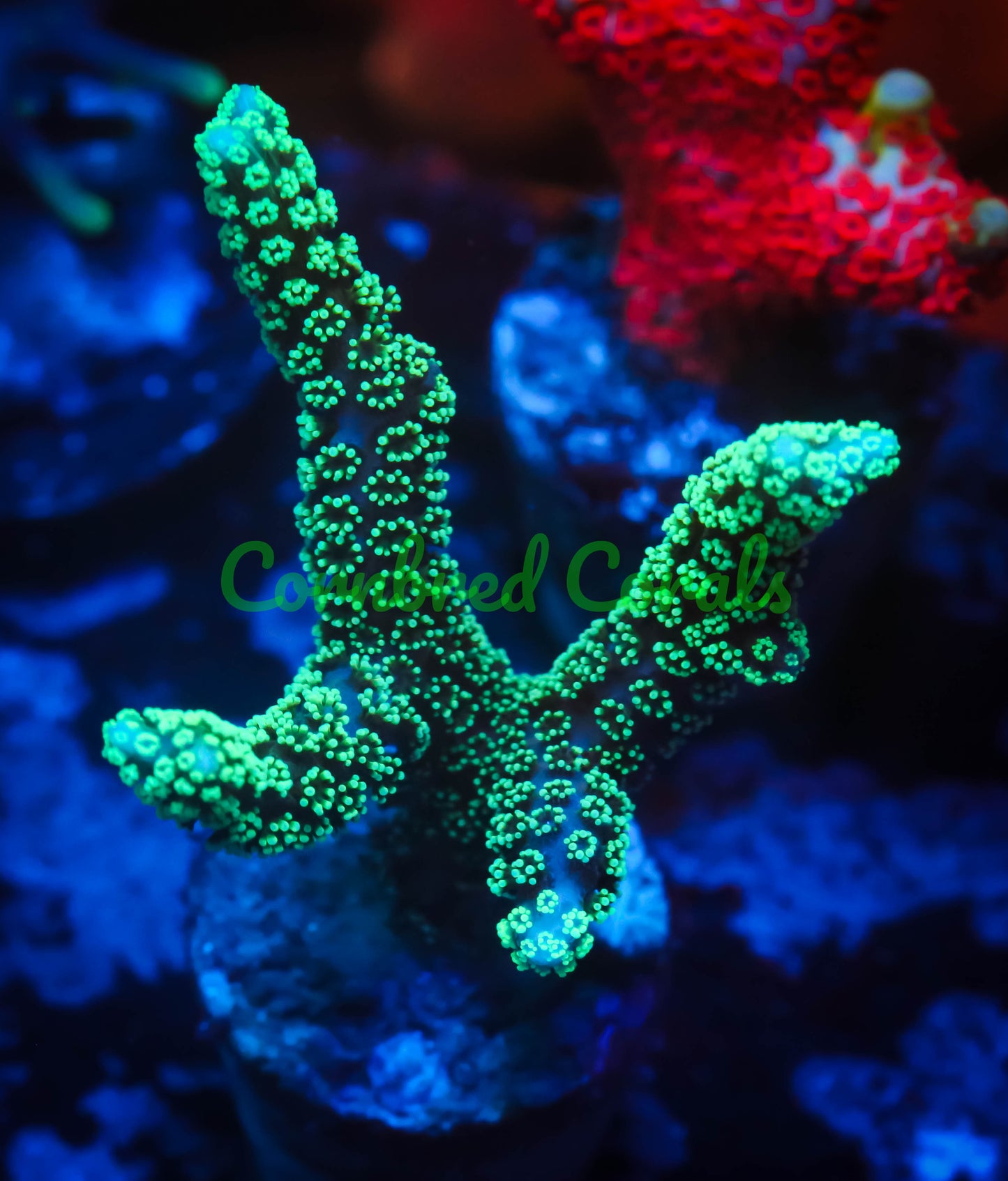 Cornbred's Neon Lights Birds Nest