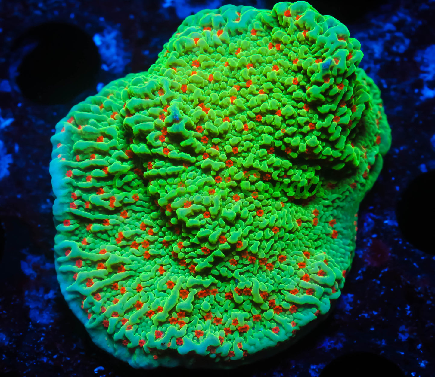 Cornbred's Seasons Greetings Monti Cap