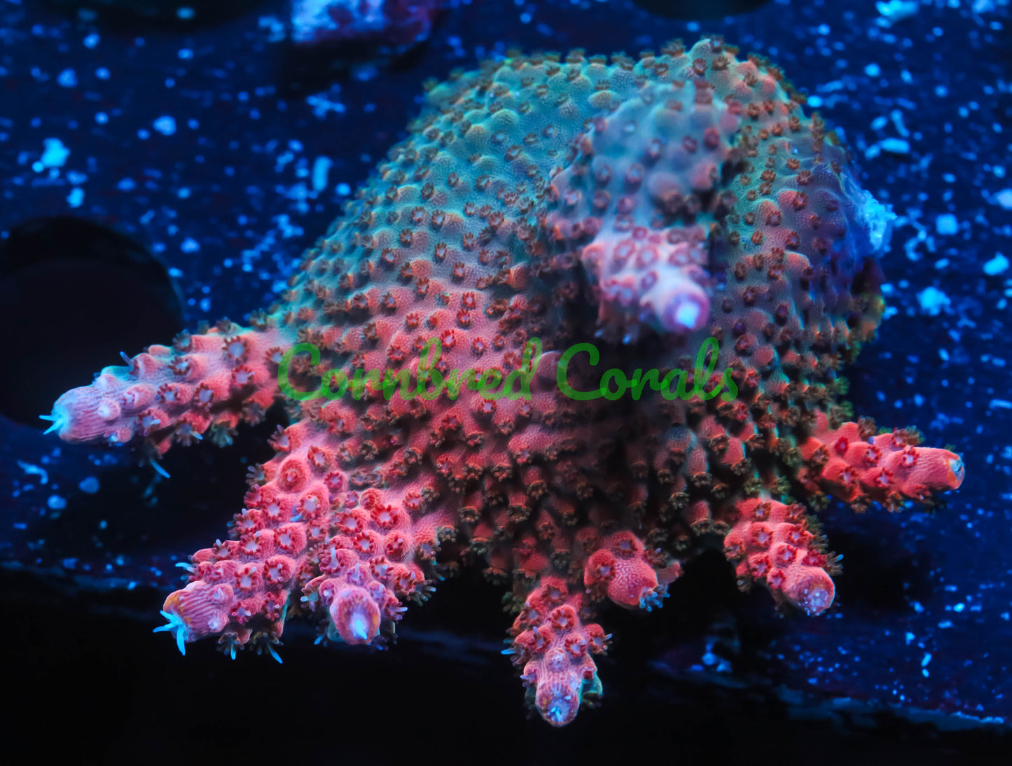 Cornbred's Red Sticky Punch Acro