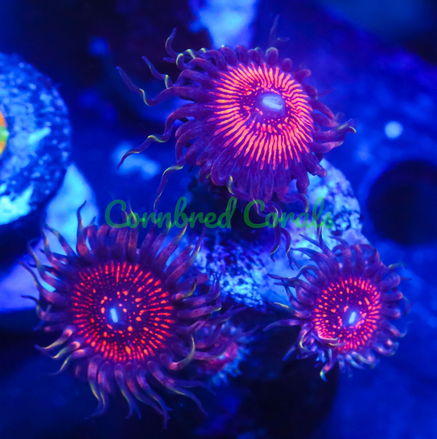 Cornbred's Armageddon Palys