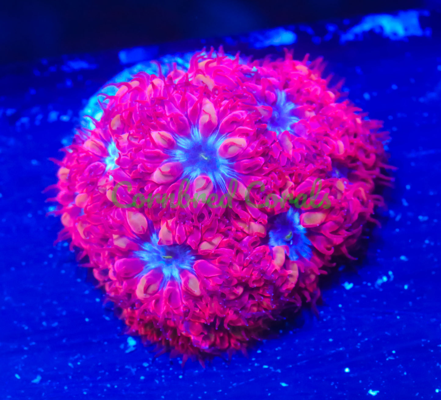 Cornbred's Red Queen Blasto