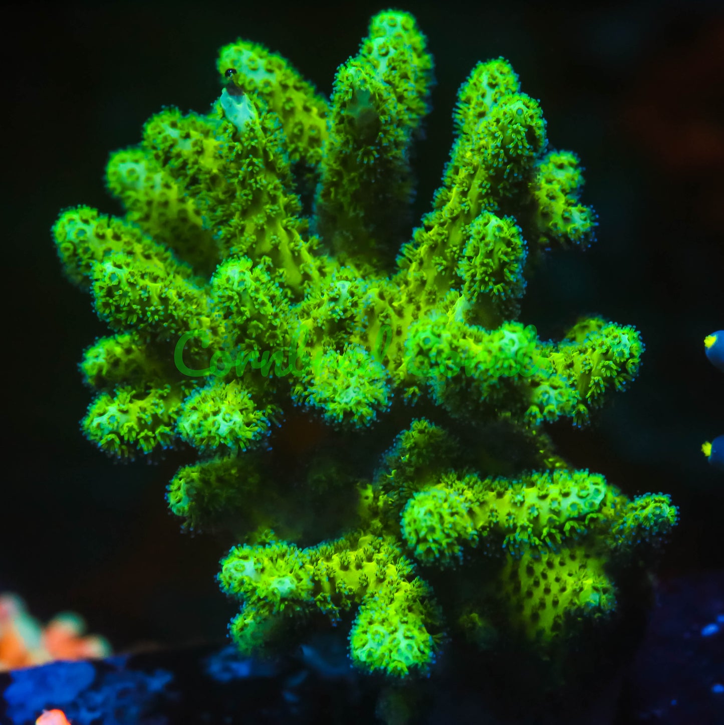 Cornbred's Sour Apple Birds Nest - WYSIWYG