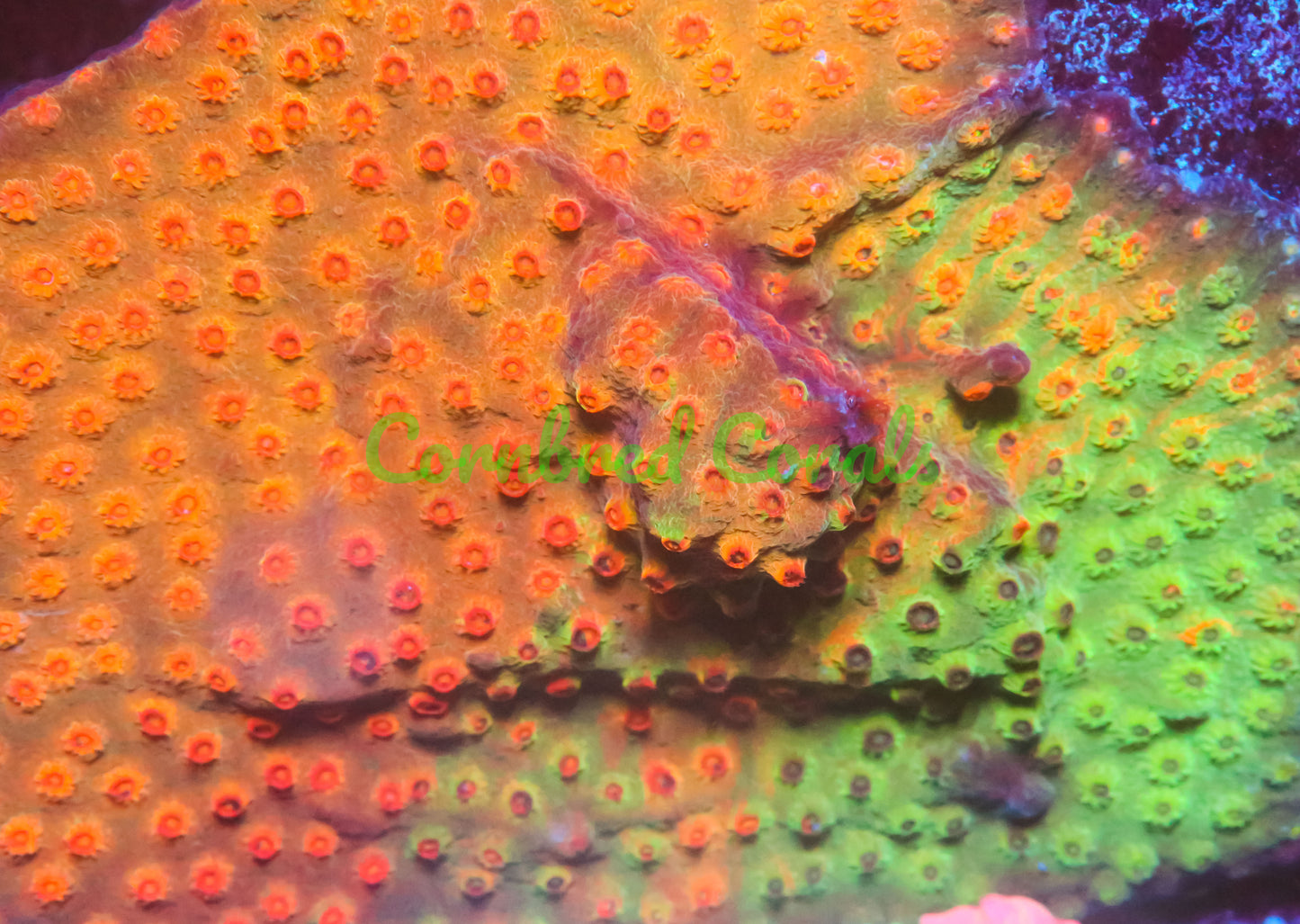 Cornbred's Acid Trip Cyphastrea