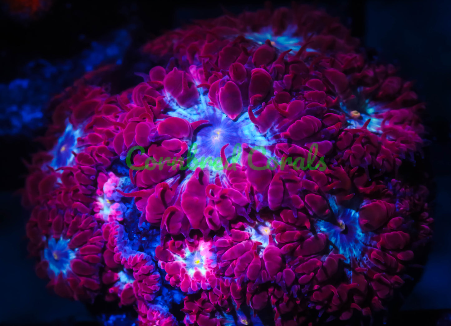 Cornbred's Arctic Tundra Blasto Merletti