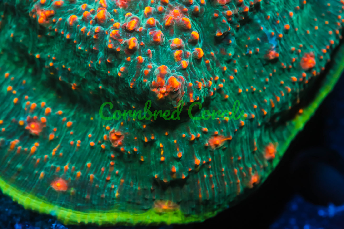 Cornbred's Area 51 Chalice