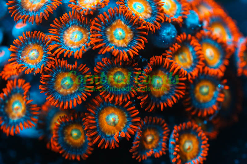 Cornbred's Blonde Hair Blue Eyed Bitch Zoas