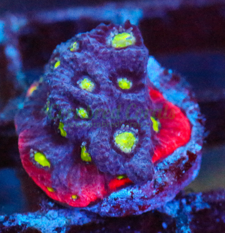 Cornbred's Blood Bath Favia