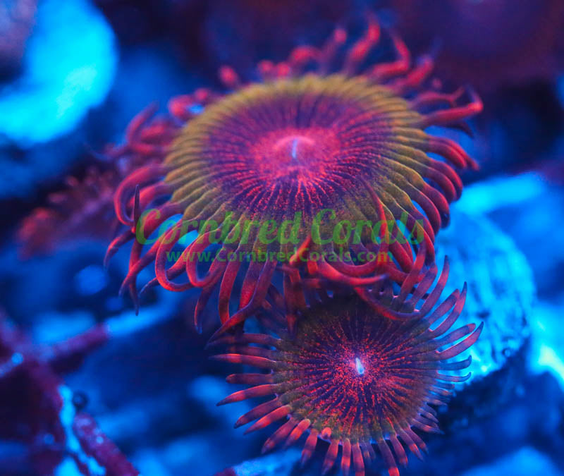 Cornbred's Bloodshot Krakatoa Paly - WYSIWYG
