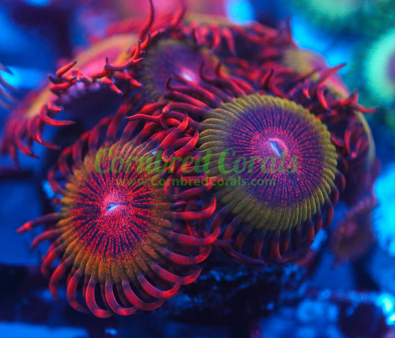 Cornbred's Bloodshot Krakatoa Paly - WYSIWYG
