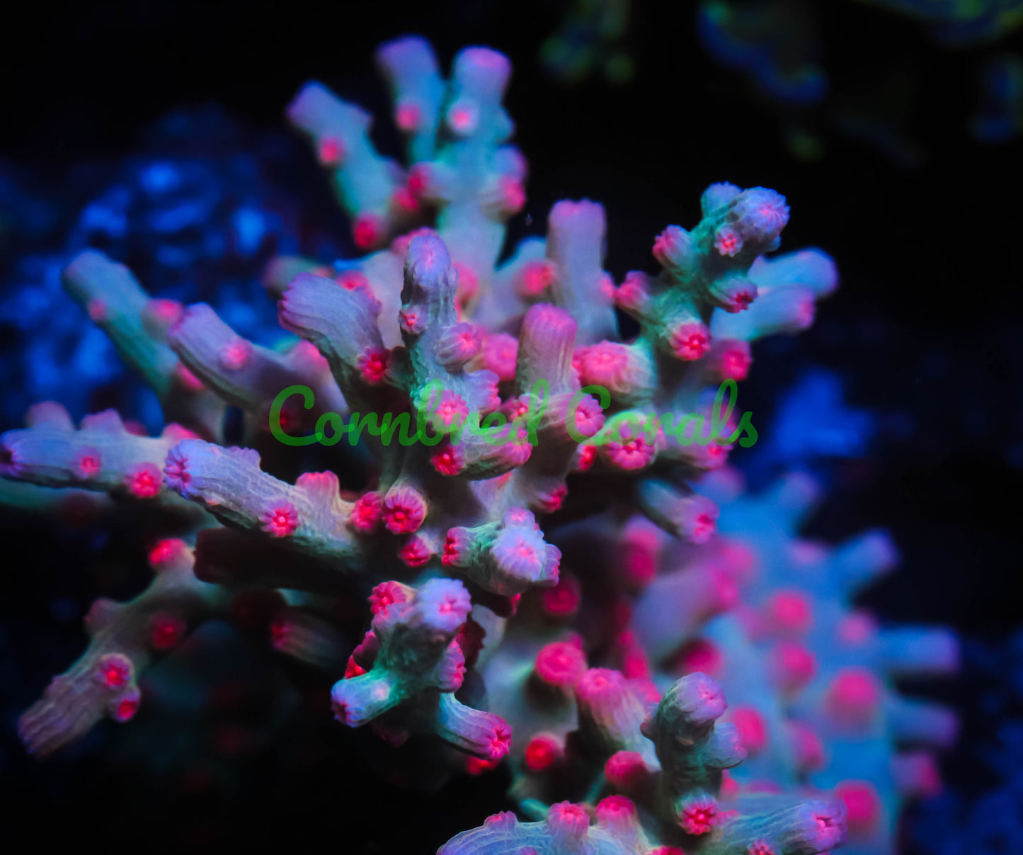 Cornbred's Branching Bleeding Rainbow Cyphastrea