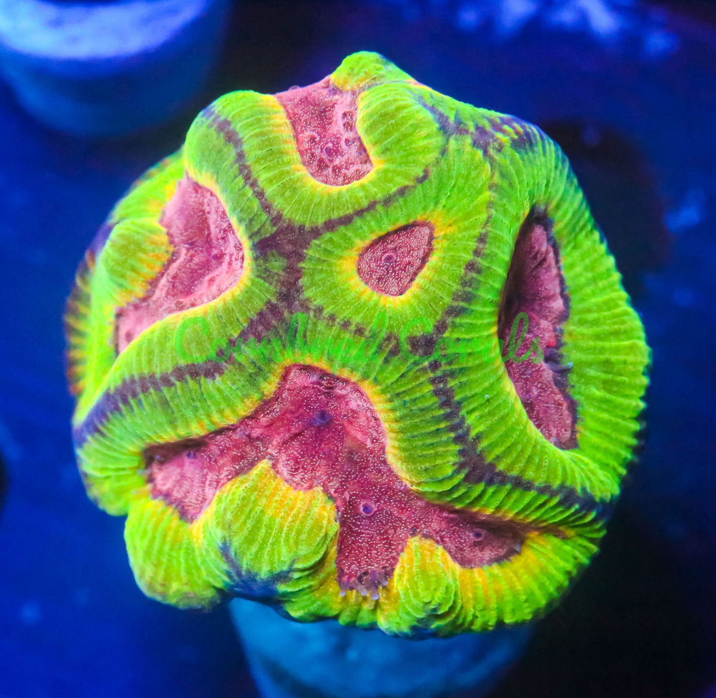 Cornbred's Bubble Yum Maze Brain