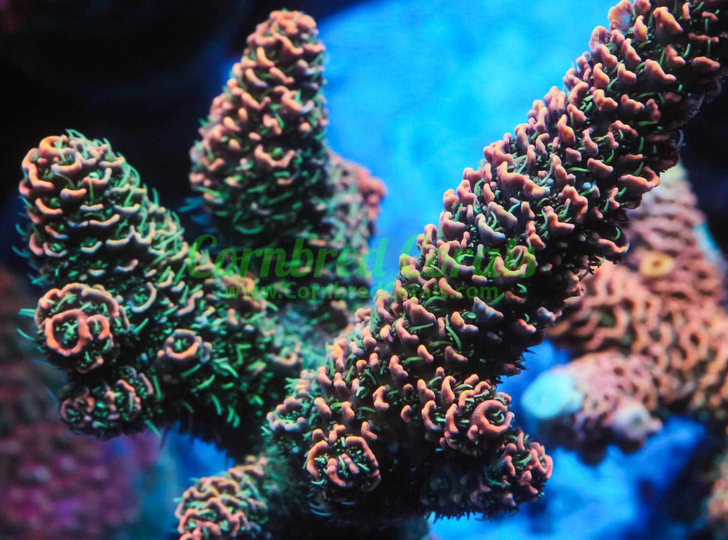 Cornbred's Burning Banana Milli