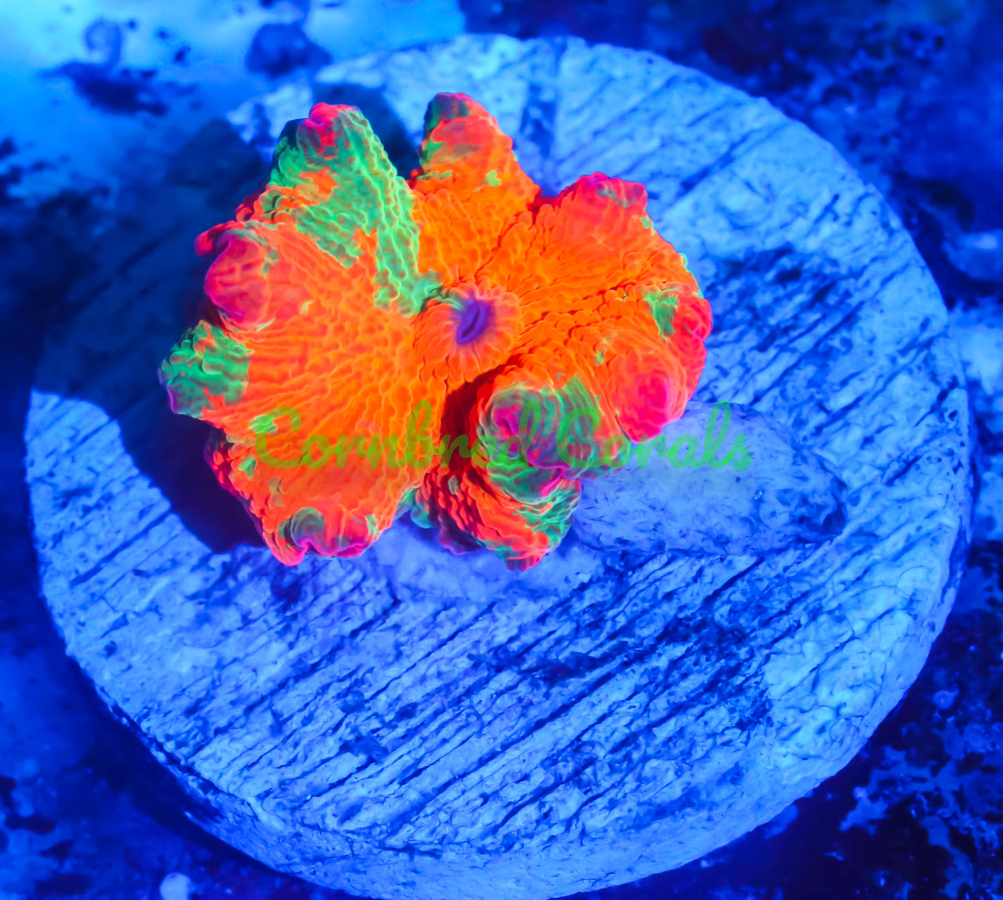 Cornbred's Candy Crush Mushroom