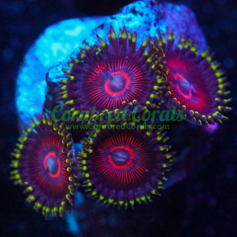 Cornbred's Cherry Sour Palys