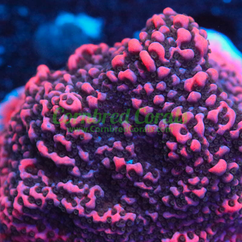 Cornbred's Cherry Tree Monti
