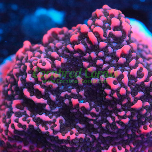 Cornbred's Cherry Tree Monti