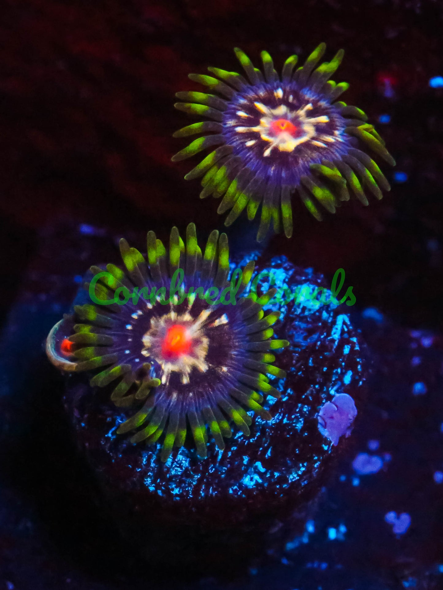 Cornbred's Daisy Dukes Zoas