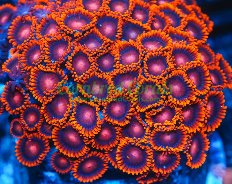 Cornbred's Flaming Bam Bam Zoas