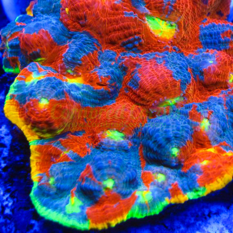 Cornbred's Rainbow Fuego Chalice