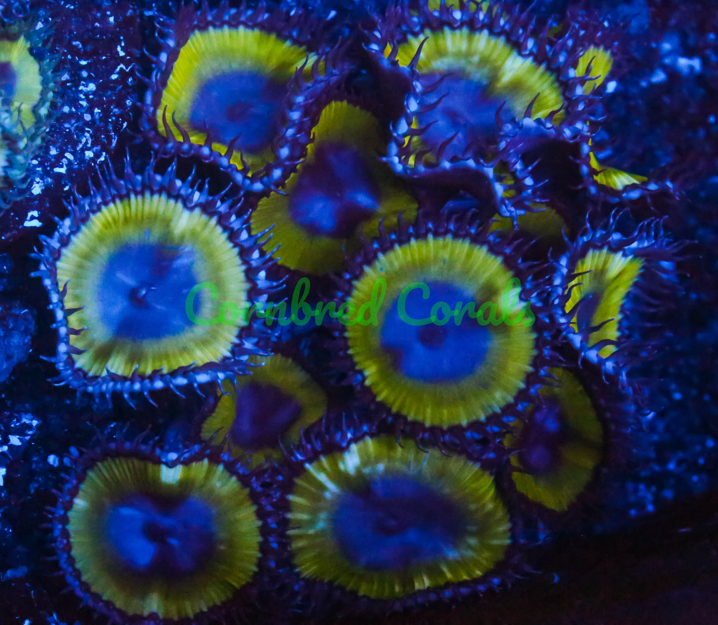 Cornbred's Godzilla Grandis
