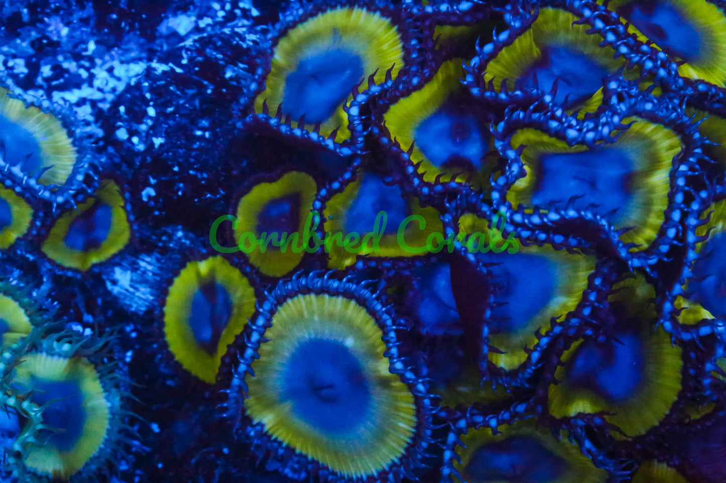 Cornbred's Godzilla Grandis