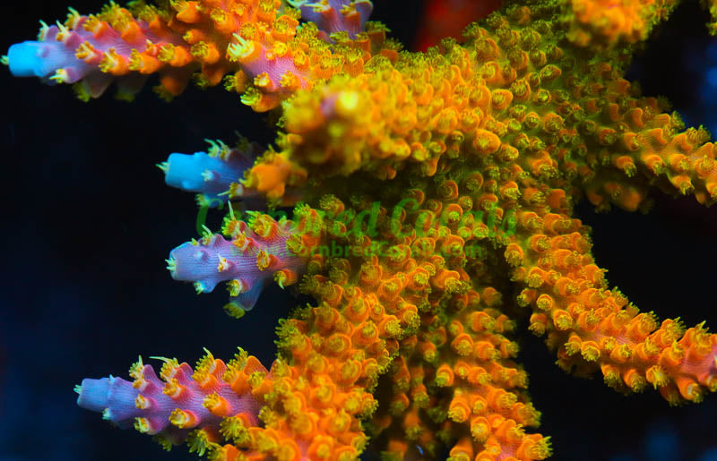 Cornbred's Golden Jawbreaker Acro