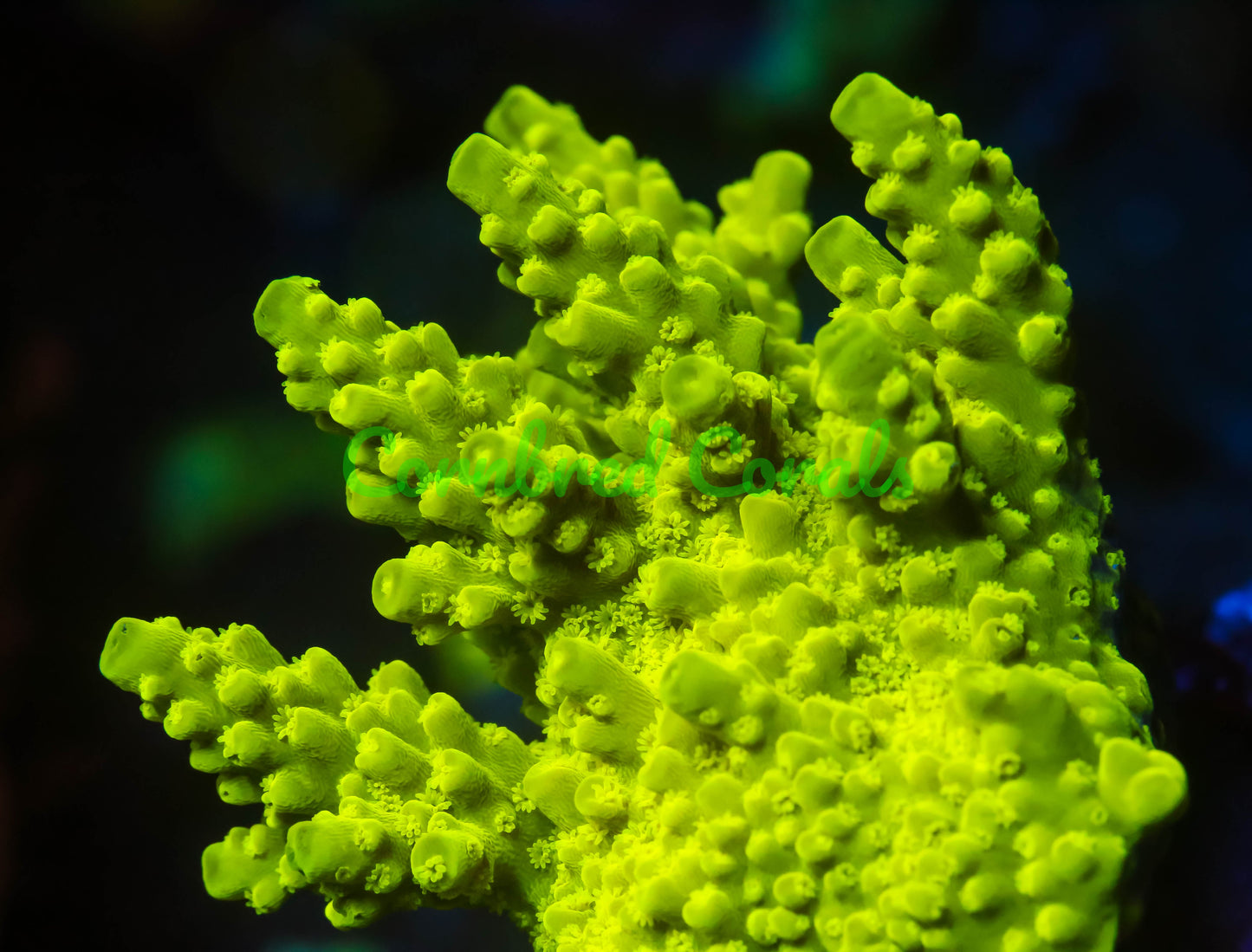 Cornbred's Green Slimer Acro