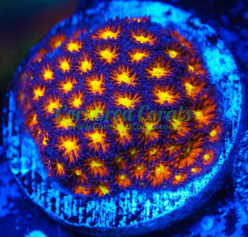 Cornbred's Hells Fire Leptastrea