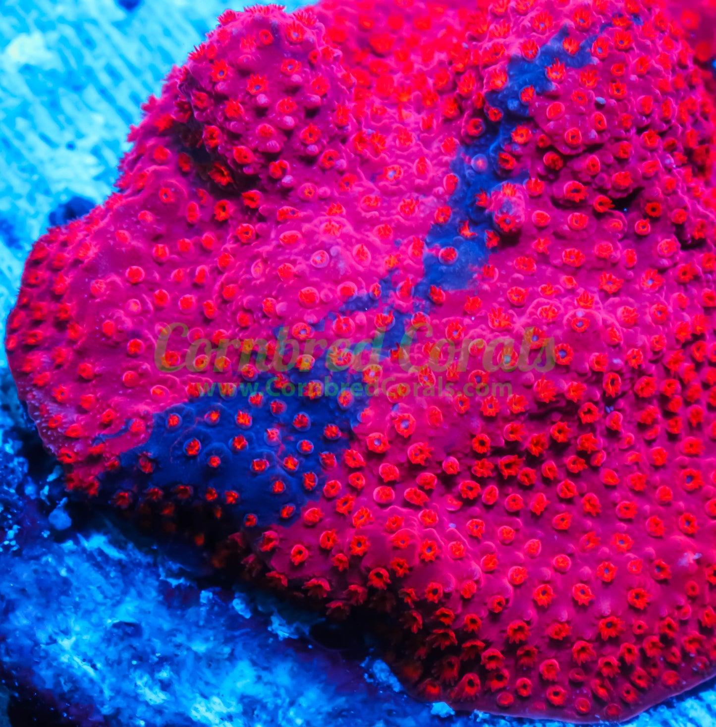 Cornbred's Hot Pink Grafted Stylo