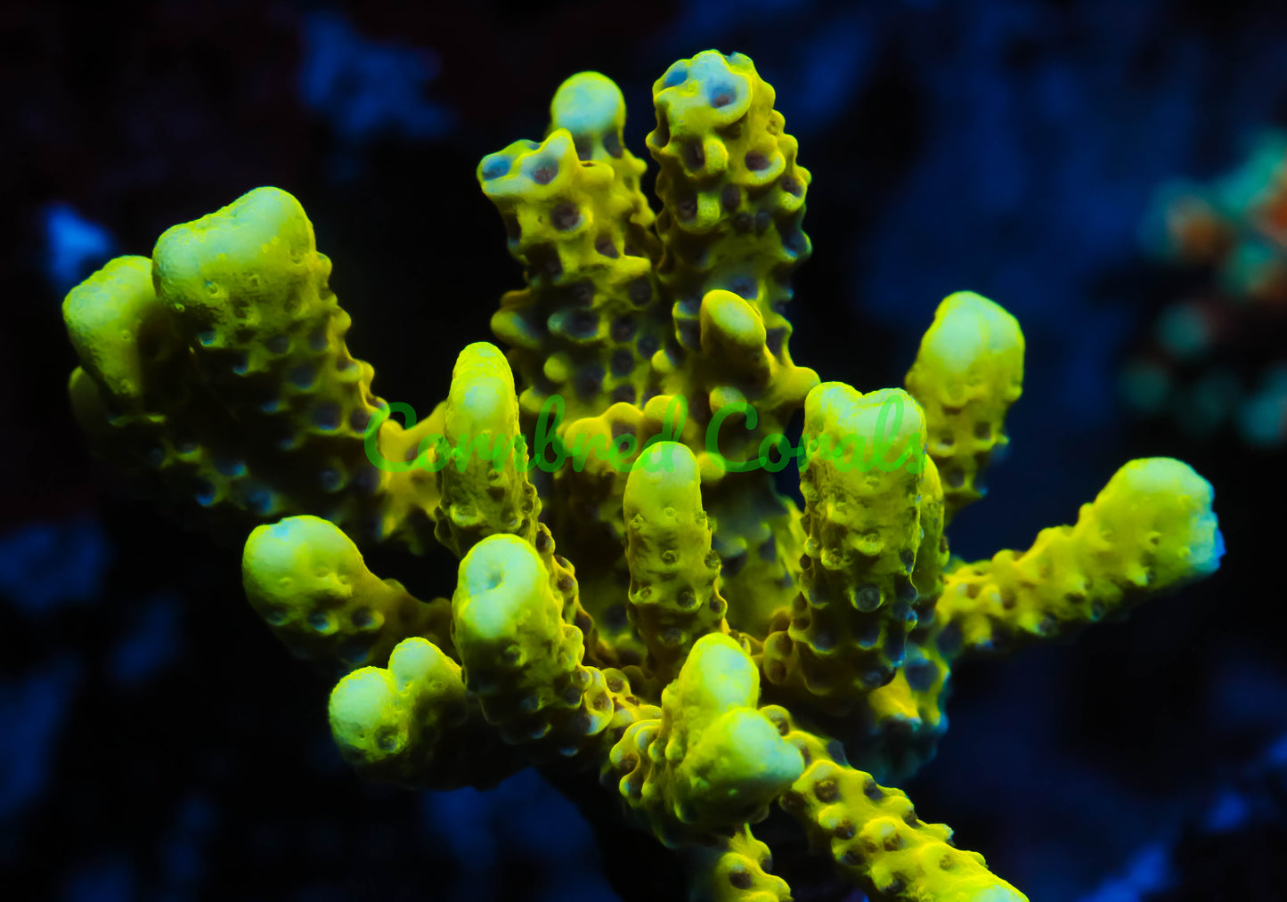 Cornbred's Incredible Hulk Digi