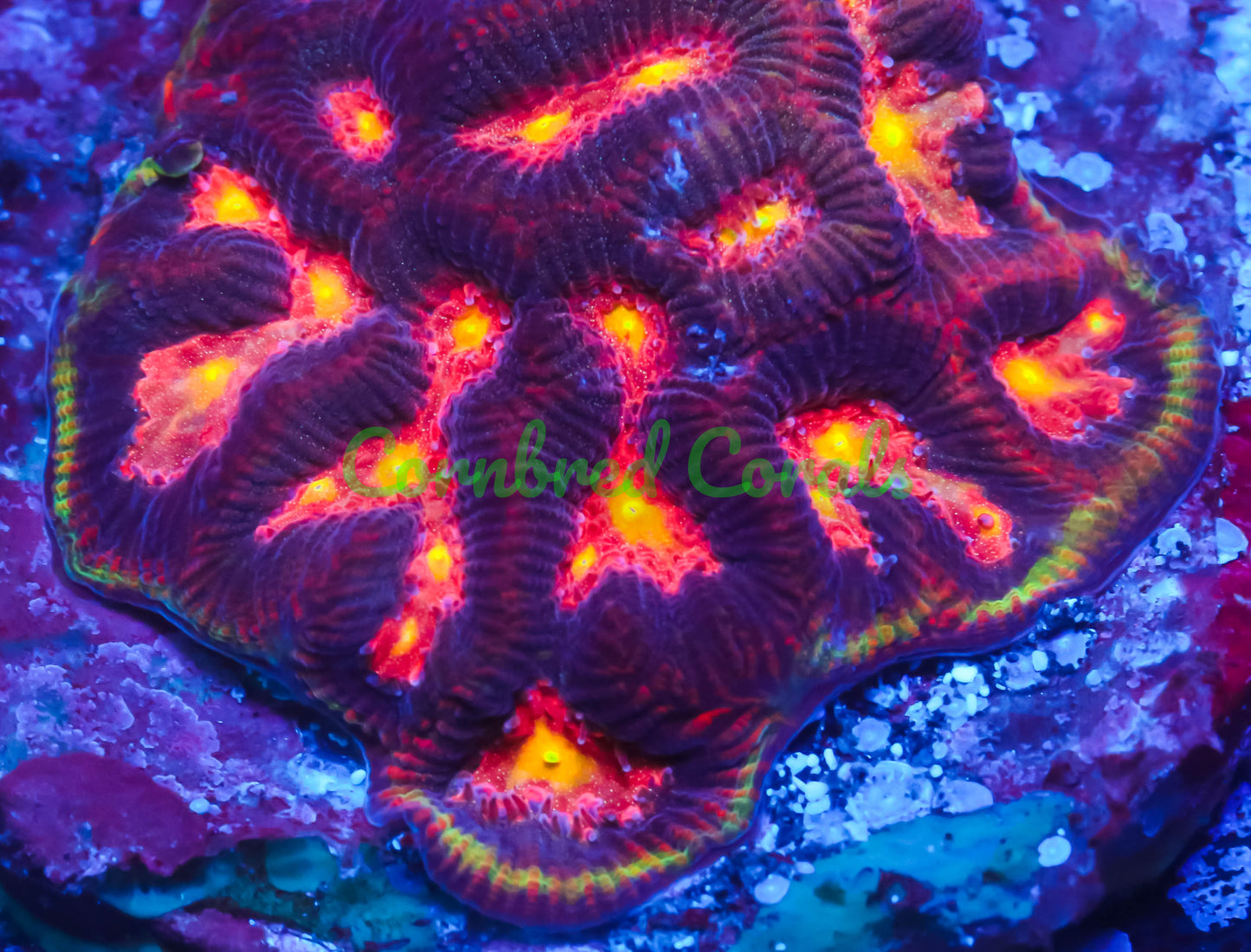 Cornbred's Inferno Maze Brain