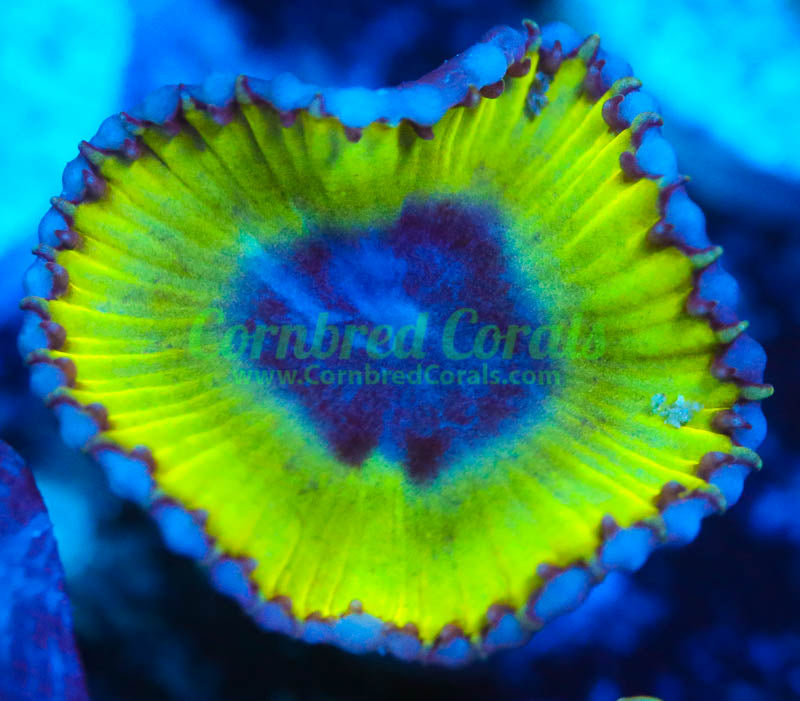 Cornbred's Jolly Green Grandis