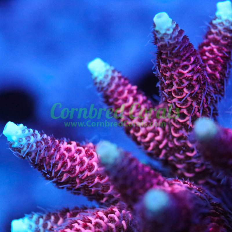 Cornbred's Maui Sunset Milli - WYSIWYG