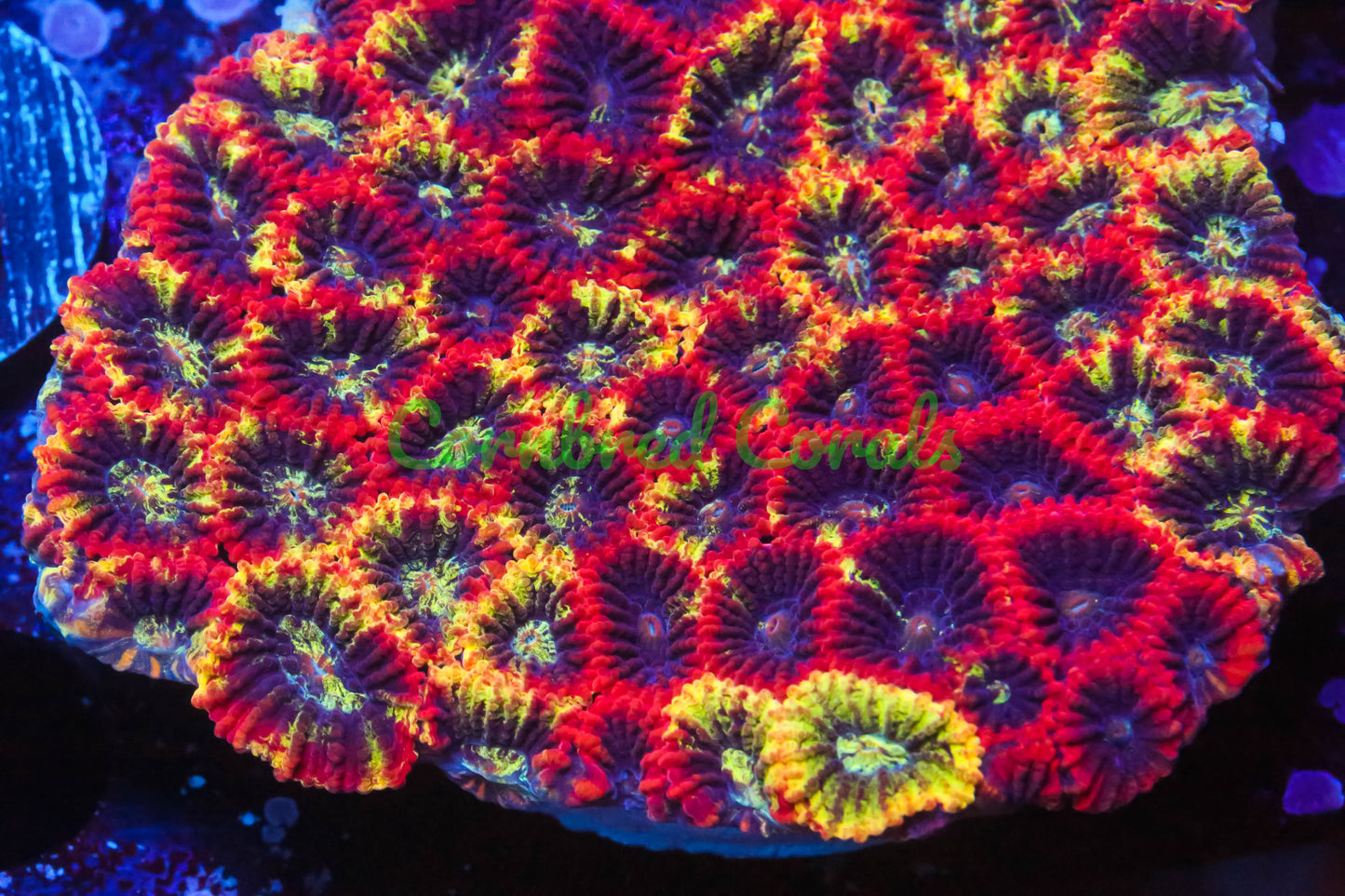 Cornbred's Meltdown Favia - WYSIWYG