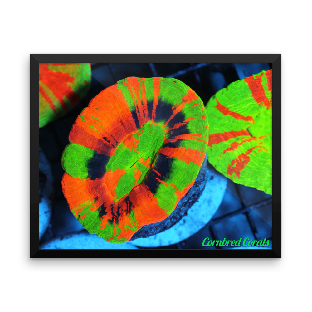 Cornbred Corals Crazy Scolymia Framed poster