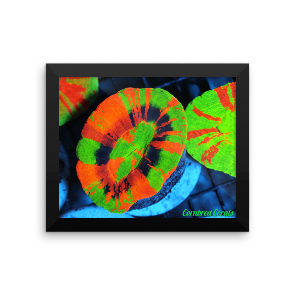 Cornbred Corals Crazy Scolymia Framed poster