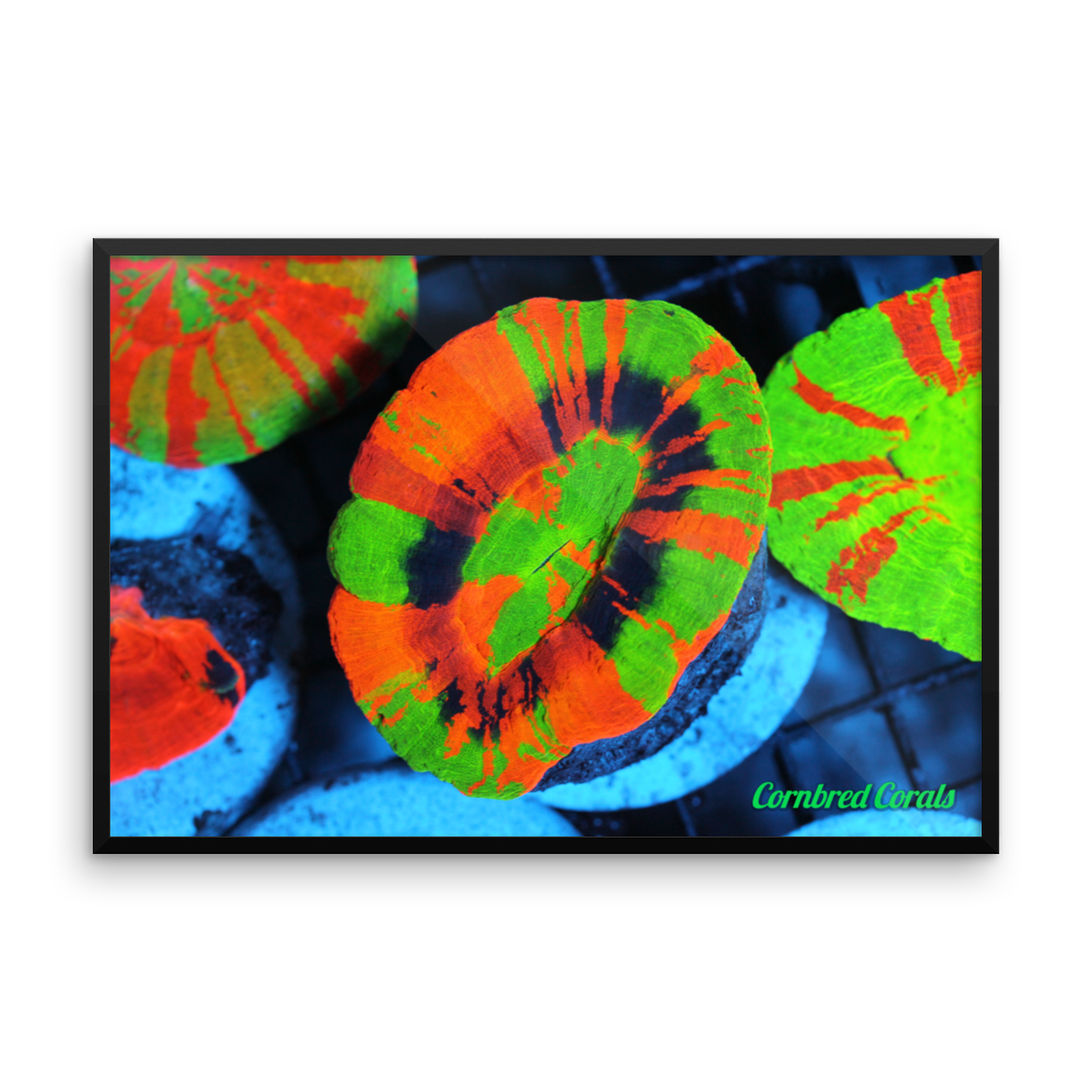 Cornbred Corals Crazy Scolymia Framed poster