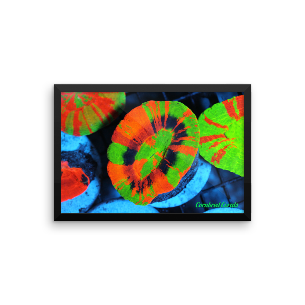 Cornbred Corals Crazy Scolymia Framed poster
