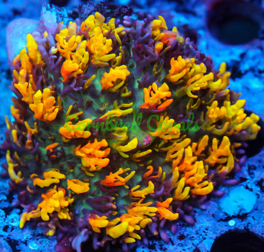 Cornbred's Fire Mushroom