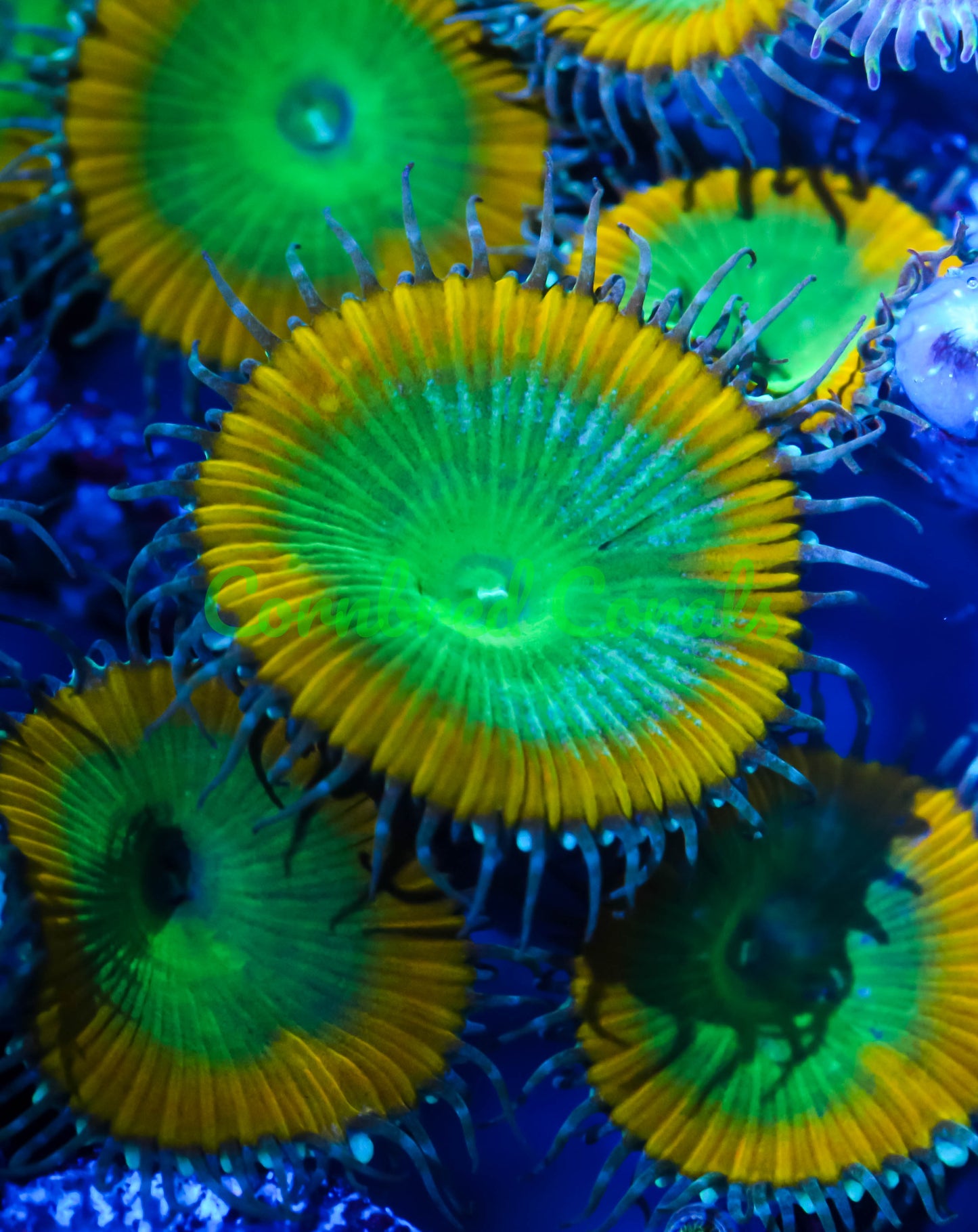 Cornbred's Nuclear Death Palys