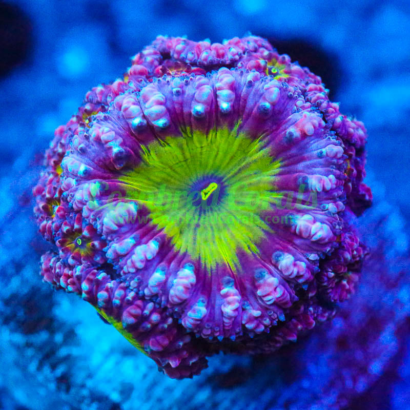 Cornbred's Pink Puffy Blasto