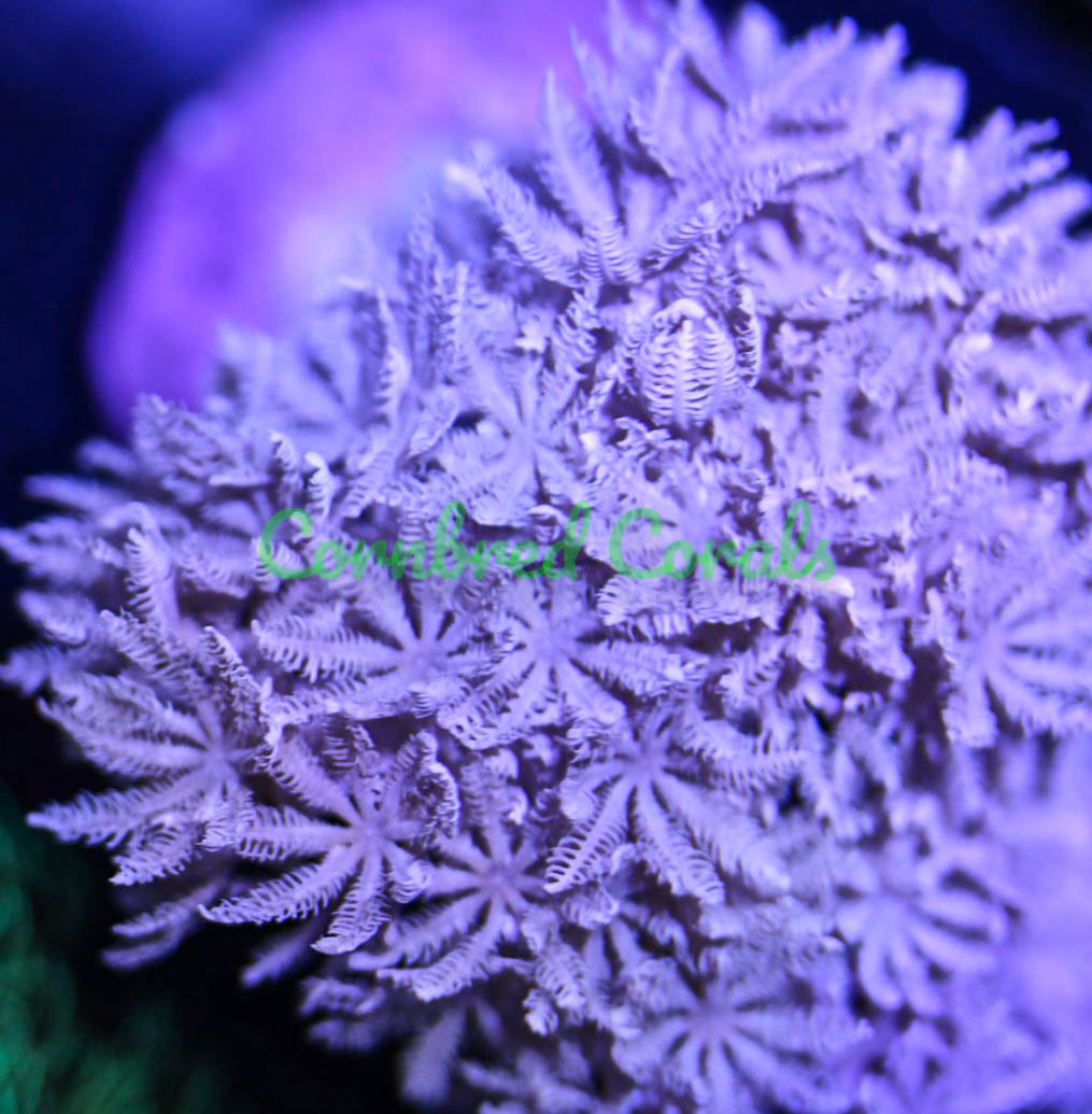 Cornbred's Pulsating Xenia