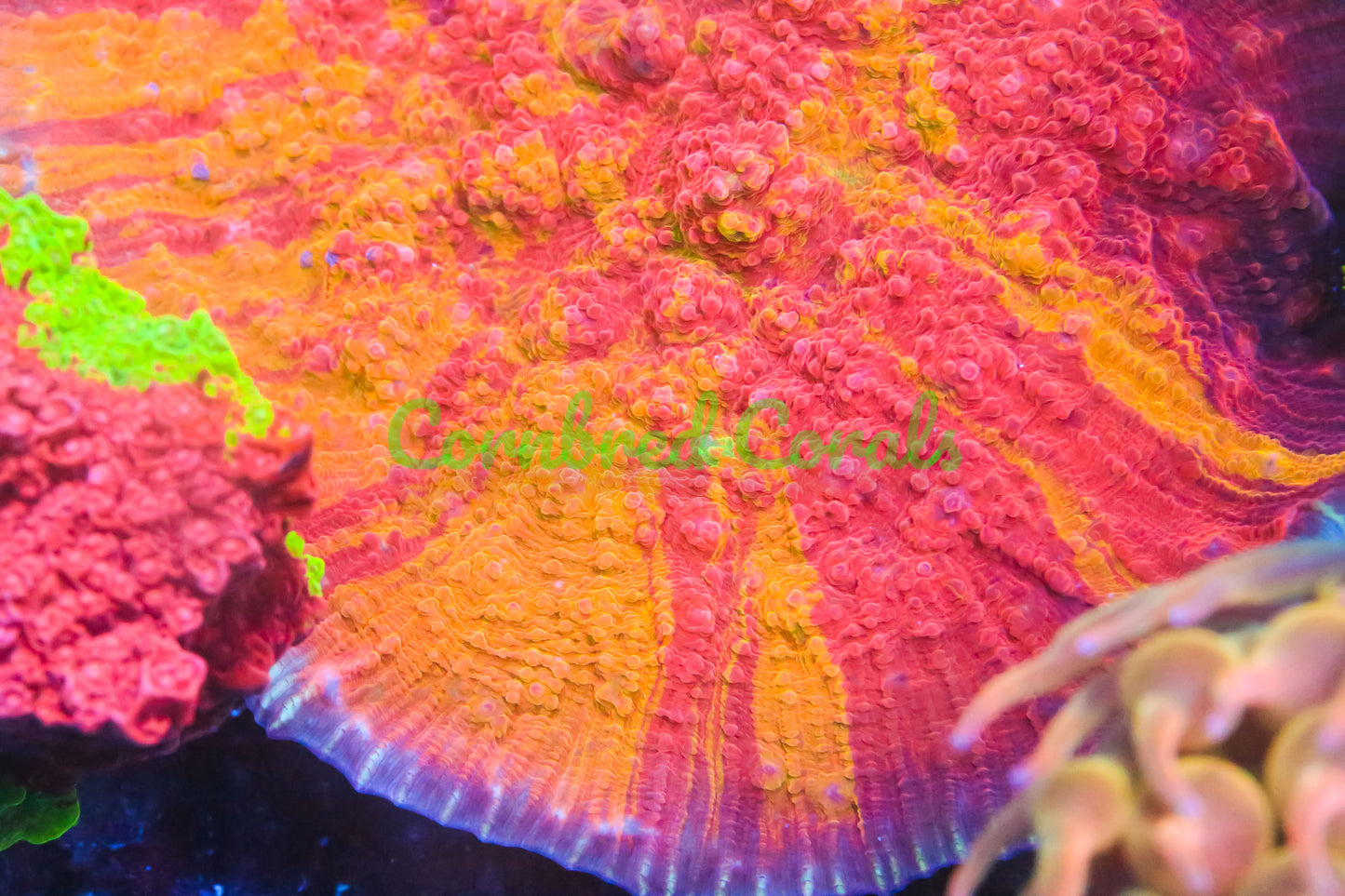 Cornbred's Pyromania Chalice