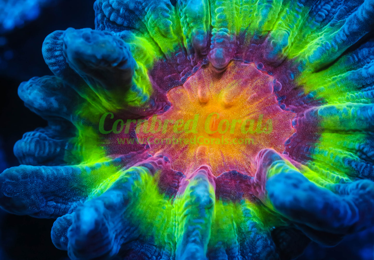Cornbred's Raging Rhino Pectinia
