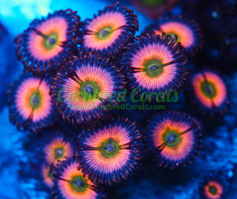 Cornbred's Rainbow Infusion Palys