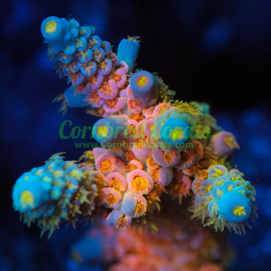 Cornbred's Rainbow Passion Acro AKA WD